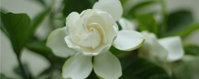 栀子花每次浇水多少 栀子花每次浇水多少