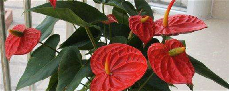 红掌切花可以放多少天 红掌切花可以放多少天