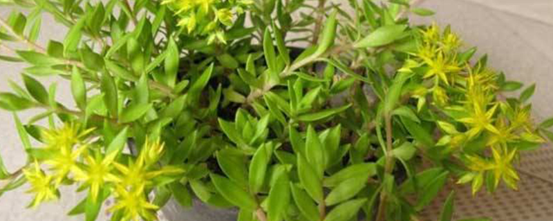 垂盆草有多少个品种 垂盆草有多少个品种