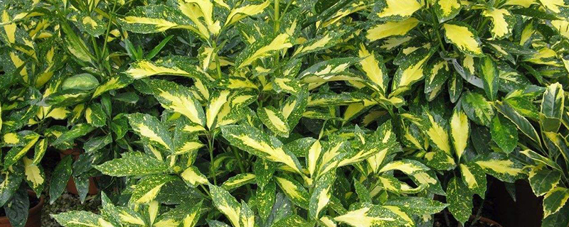 洒金桃叶珊瑚一个平方栽植多少棵 洒金桃叶珊瑚一个平方栽植多少棵