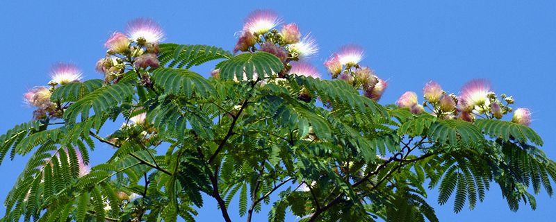 芙蓉树多少年开花 芙蓉树多少年开花