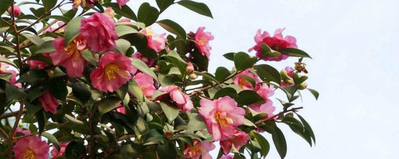 茶梅留多少花