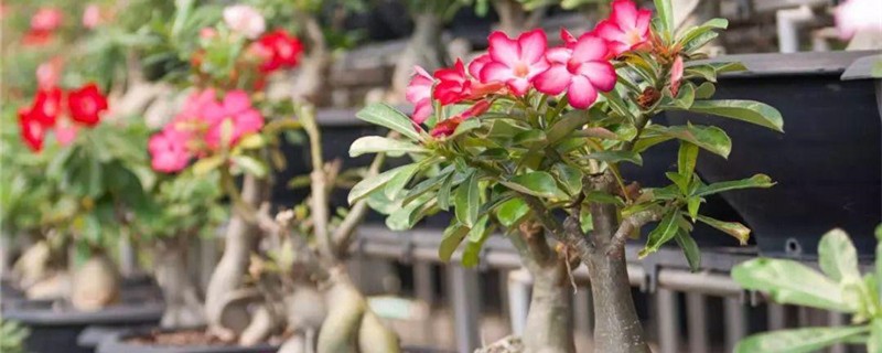 沙漠玫瑰施肥方法 沙漠玫瑰施肥方法