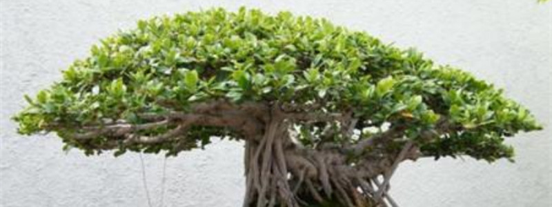 榕树盆栽需要多少温度