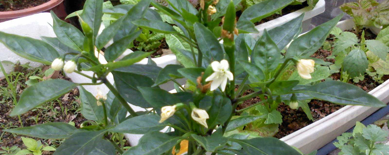 辣椒植株完整高度多少 辣椒植株完整高度多少