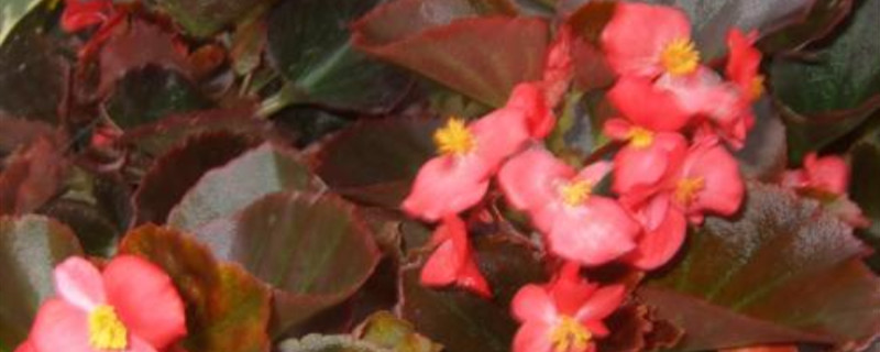 红叶海棠多少才能开花 红叶海棠多少才能开花