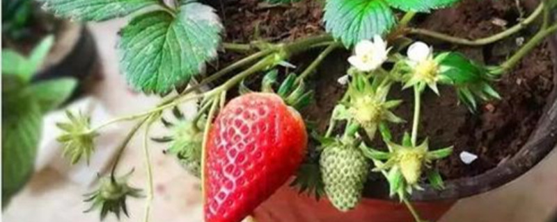 盆栽草莓多少天开花 盆栽草莓多少天开花