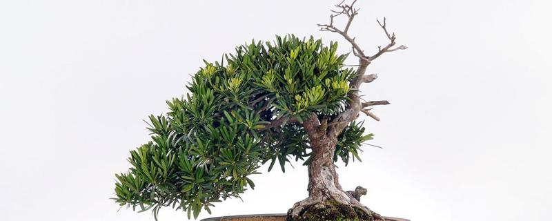 罗汉松有多少品种 罗汉松有多少品种