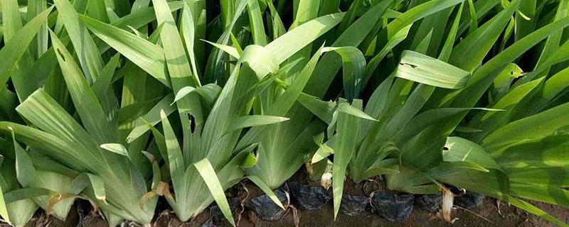 片植鸢尾一平方多少公斤 片植鸢尾一平方多少公斤