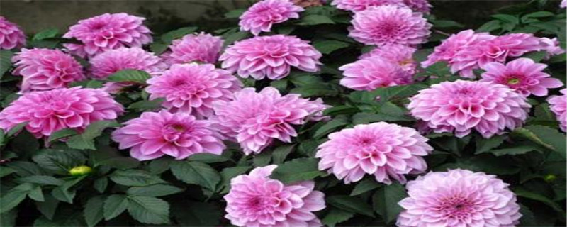 大丽花叶子发干怎么办 大丽花叶子发干怎么办