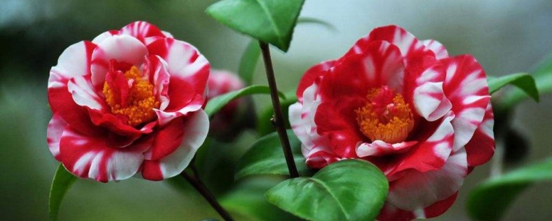茶花叶子快掉光了怎么回事 茶花叶子快掉光了怎么回事