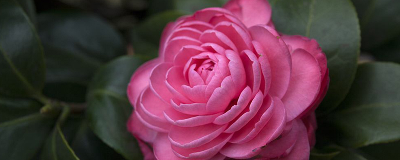 茶花叶子可以喷肥吗 茶花叶子可以喷肥吗
