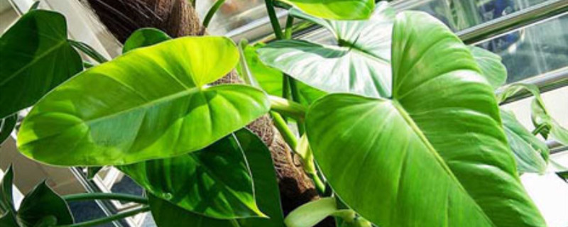 绿宝石植物有多少种 绿宝石植物有多少种