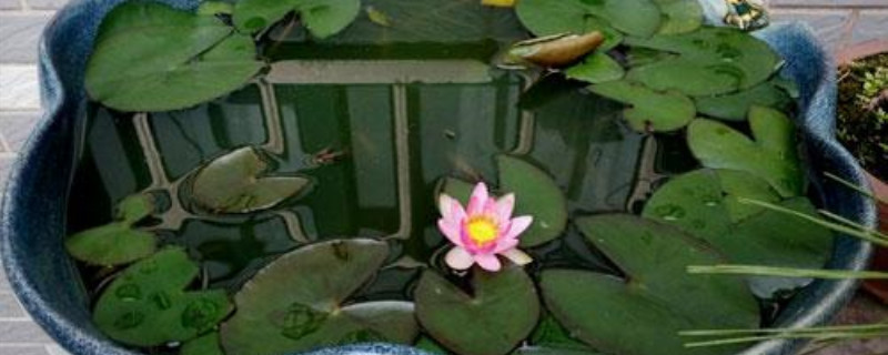 睡莲盆栽水深多少 睡莲盆栽水深多少