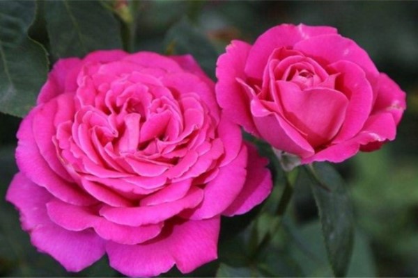 3种花就要现在扦插,越热生根越快,再晚来不及了! 3种花就要现在扦插,越热生根越快,再晚来不及了!