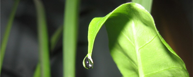 滴水观音叶子分散怎么办 滴水观音叶子分散怎么办