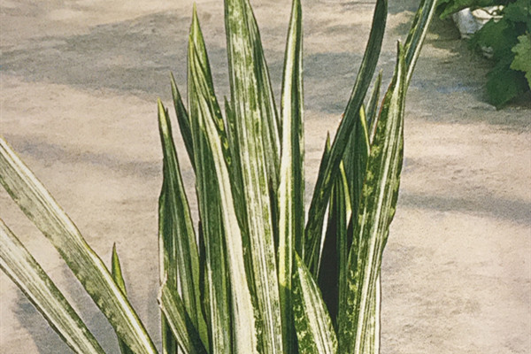 雪纹虎尾兰 Sansevieria trifasciata ‘Bantel’s Sensation’ 雪纹虎尾兰 Sansevieria trifasciata ‘Bantel’s Sensation’