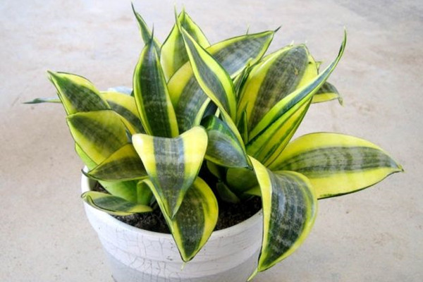 金边短叶虎尾兰 Sansevieria trifasciata ‘Golden Hahnii’ 金边短叶虎尾兰 Sansevieria trifasciata ‘Golden Hahnii’