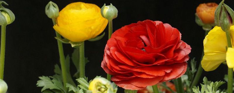 花毛茛病虫害防治 花毛茛病虫害防治