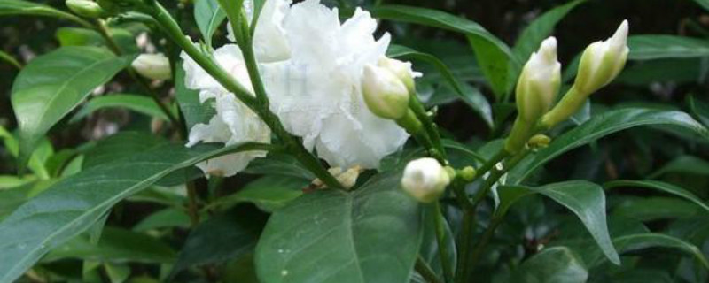 狗牙花叶子发黄怎么办 狗牙花叶子发黄怎么办