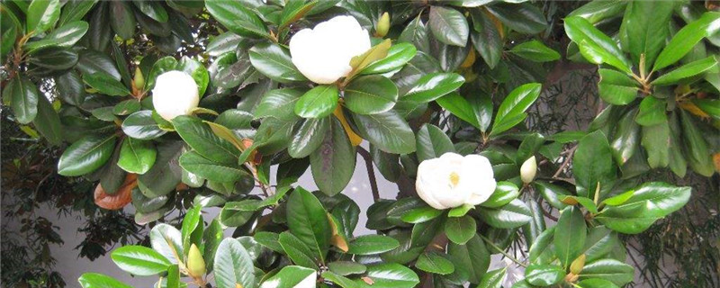 广兰花叶子发黄干枯怎么回事 广兰花叶子发黄干枯怎么回事