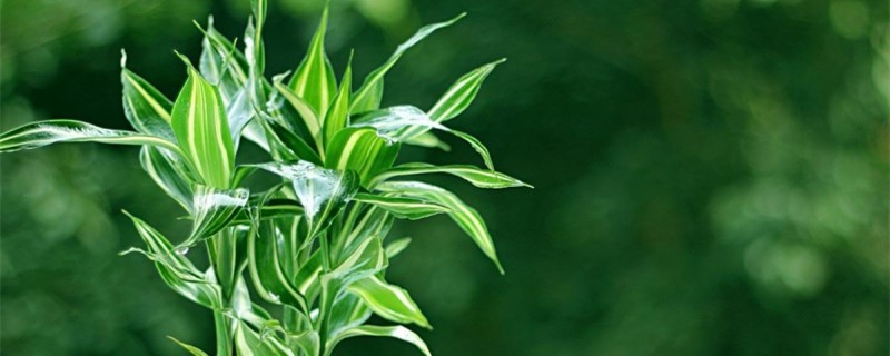 富贵竹的叶子上长了白虱怎样治 富贵竹的叶子上长了白虱怎样治