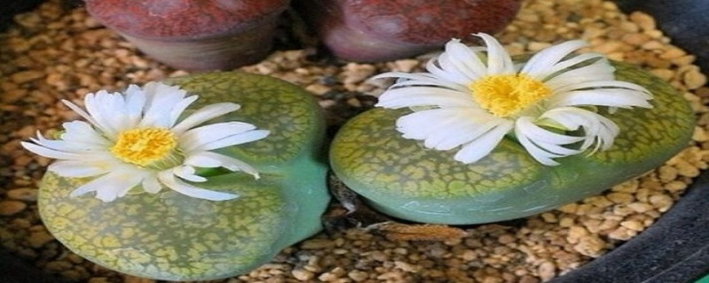 生石花如何换盆 生石花如何换盆