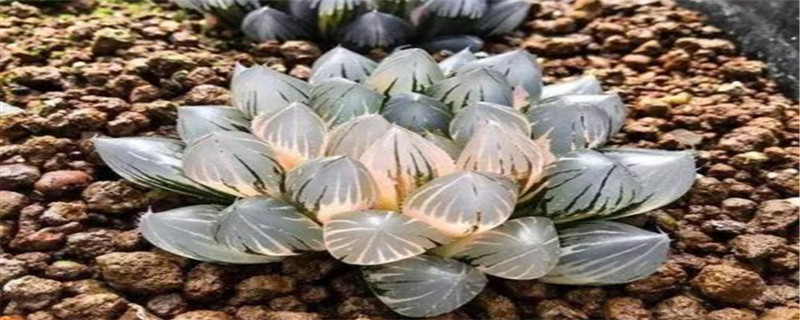 玉露如何换盆 玉露如何换盆