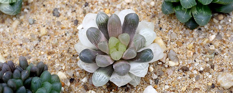 玉露种植养护技巧 玉露种植养护技巧