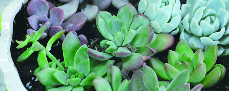 多肉种植养护技巧 多肉种植养护技巧