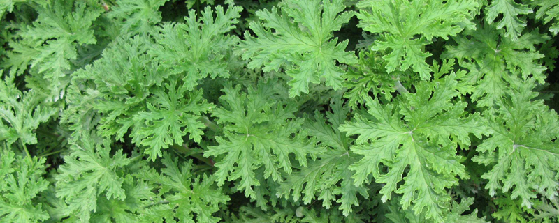 驱蚊草病虫害防治 驱蚊草病虫害防治