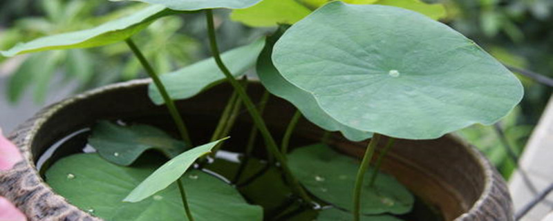 碗莲种植养护技巧