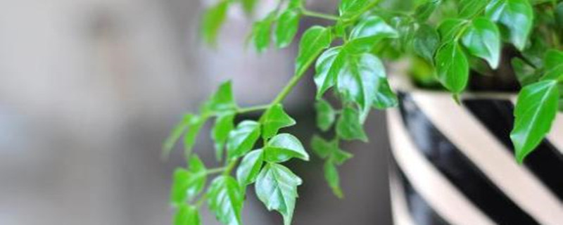 幸福树种植养护技巧 幸福树种植养护技巧
