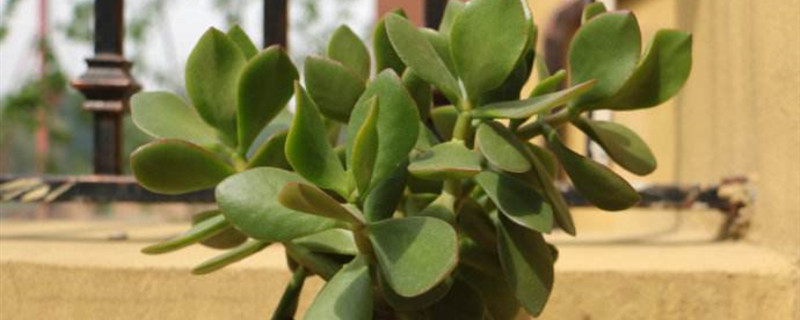 多肉植物叶子能水培吗 多肉植物叶子能水培吗