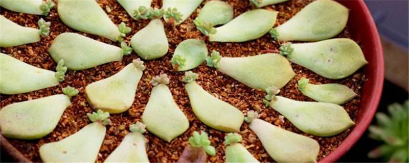 多肉植物叶子繁殖方法 多肉植物叶子繁殖方法