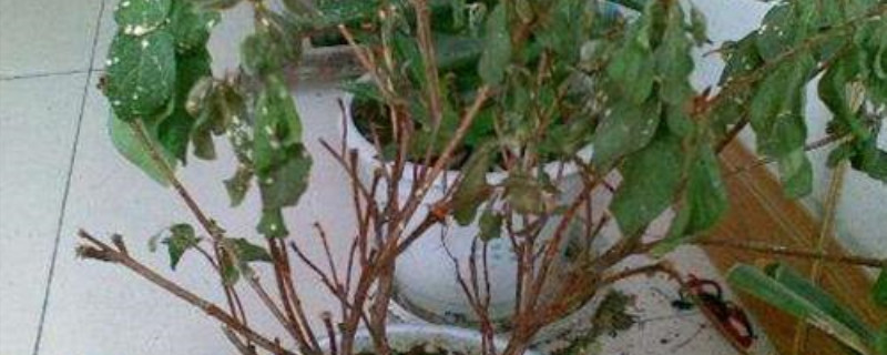 杜鹃花叶子下垂黄枯是怎么回事 杜鹃花叶子下垂黄枯是怎么回事