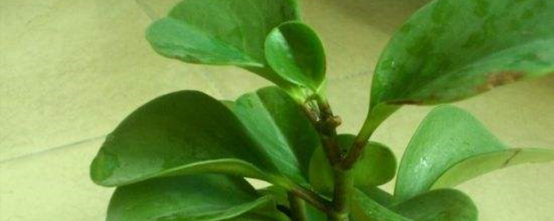 豆瓣绿叶子没光泽怎么办 豆瓣绿叶子没光泽怎么办