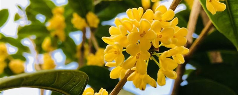桂花叶子干瘪怎么办 桂花叶子干瘪怎么办