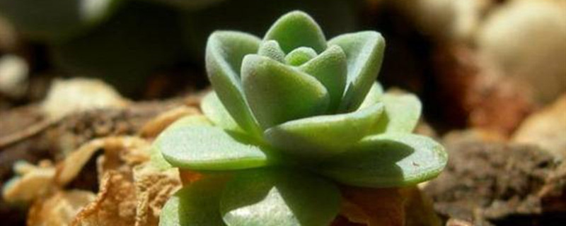 子持年华的浇水方法 子持年华的浇水方法