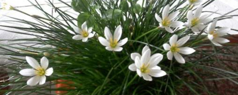 韭菜莲用剪掉叶子吗 韭菜莲用剪掉叶子吗