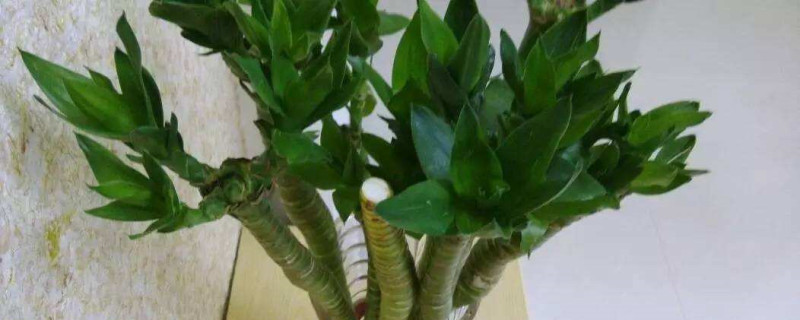 荷花竹叶子干枯怎么办 荷花竹叶子干枯怎么办