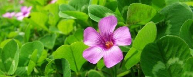 红花酢浆草晚上叶子为啥合拢 红花酢浆草晚上叶子为啥合拢