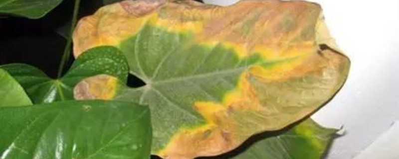 红掌花烂叶子怎么办 红掌花烂叶子怎么办