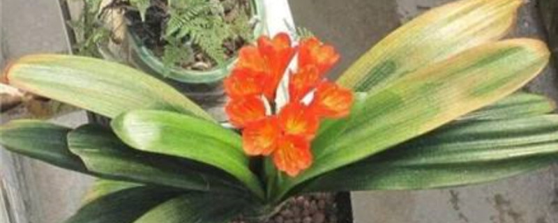 君子兰叶子和花缺乏活力怎么办 君子兰叶子和花缺乏活力怎么办
