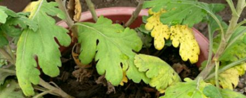 菊花叶子底部变黄怎么处理 菊花叶子底部变黄怎么处理