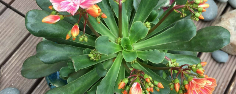 露薇花叶子变小怎么办 露薇花叶子变小怎么办