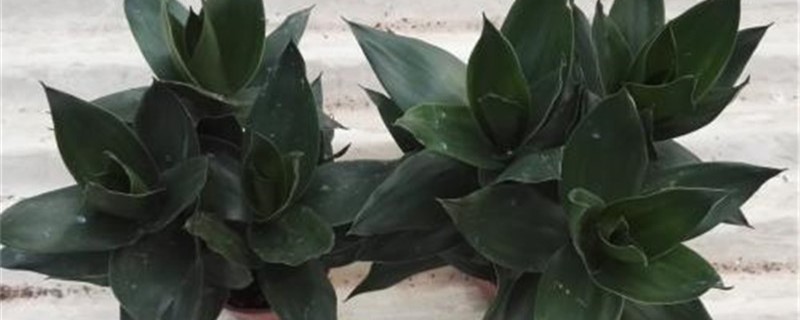 莲花竹叶子枯了怎么办 莲花竹叶子枯了怎么办