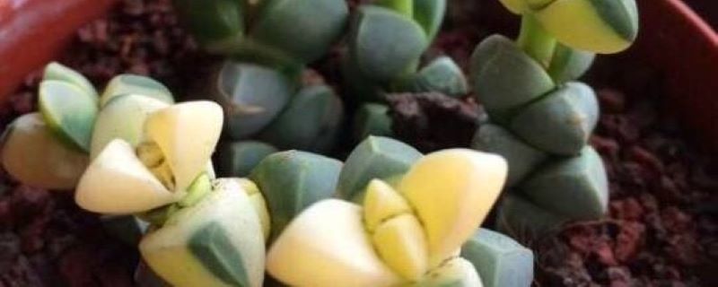 鹿角海棠叶子烂了怎么办 鹿角海棠叶子烂了怎么办