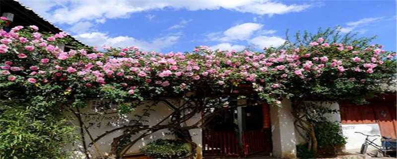 藤本月季种植养护技巧 藤本月季种植养护技巧