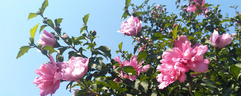 木槿花叶子往下耷拉怎么回事 木槿花叶子往下耷拉怎么回事